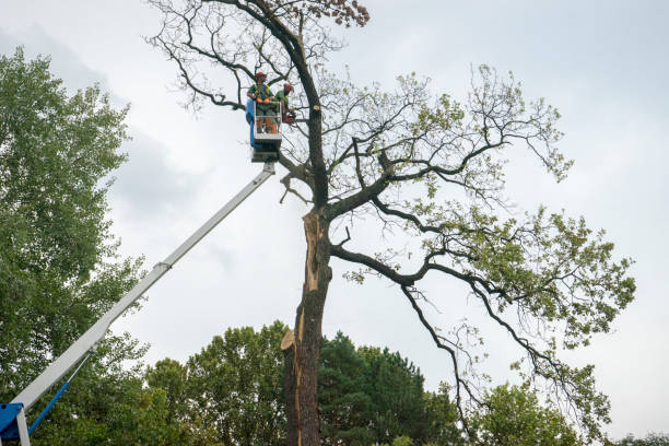 Why Choose Our Tree Removal Services in Wayne, PA?