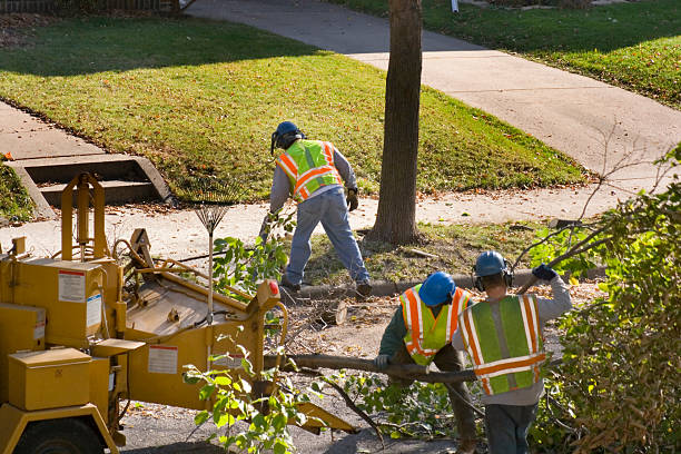 Trusted Wayne, PA Tree Services Experts